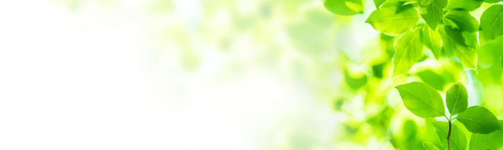 �v���[�X�g�N���[���̓��L�K�A�e���ɑ����Ō����H�g�p�������z�ƃ��r���[